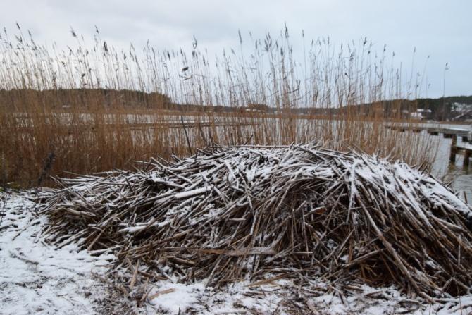 Eloa peltoon jytyä juureen! Eloperäiset ainekset hajoavat eri tahtiin maassa. Toiset hajoavat nopeasti, mutta toisilla se voi kestää kymmeniä vuosia.