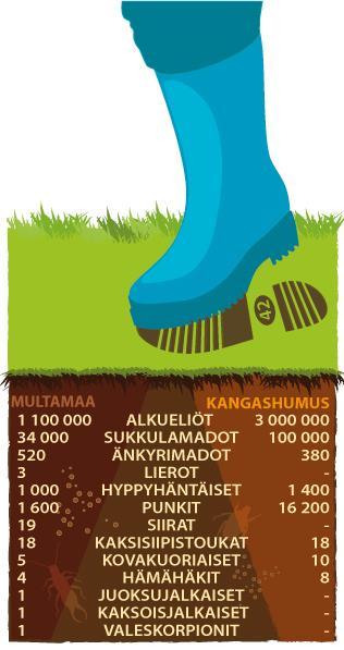 Miljoonat maaperäeliöt työskentelevät herkeämättä hajottaen eloperäistä ainesta ja kuohkeuttaen maata.