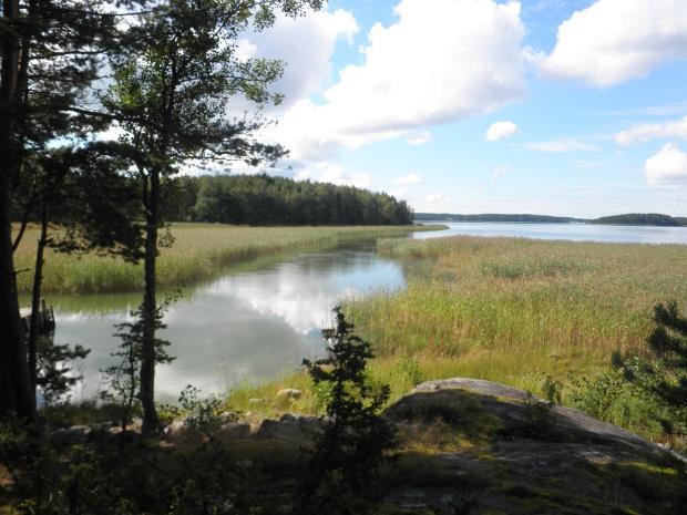 Ruovikot - rantojen tutut tiheiköt Ruovikkoalueet ovat laajentuneet voimakkaasti viime vuosikymmeninä vesistöjen rehevöitymisen ja rantalaidunnuksen vähenemisen myötä.