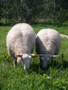 4.b) Lampaiden ja vuohien pitkäaikaisempi laidunnus laidunkaudella ((luomutila ei voi valita) Vähintään kolmen kuukauden ikäiset lampaat ja vuohet on päästettävä laitumelle vähintään 90 päivänä 1.5.