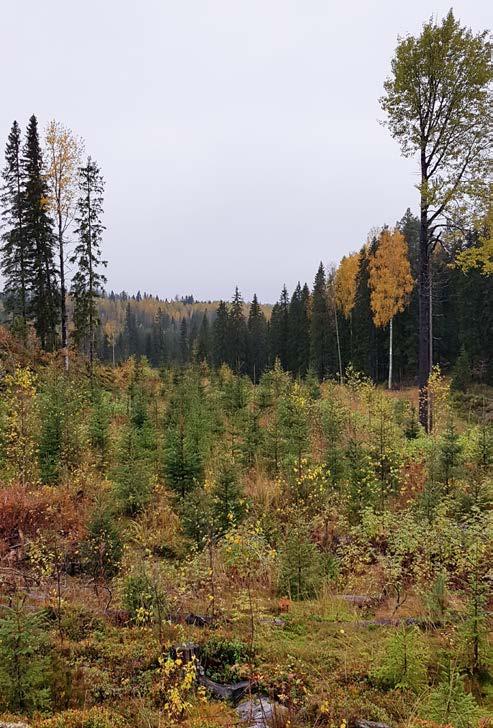 4 Metsätalousvaikutusten arviointi Yleiskaavan merkinnöillä ja määräyksillä on oikeudellisia, taloudellisia ja toiminnallisia vaikutuksia metsien käytölle ja metsäelinkeinoille sekä kunnan asukkaille