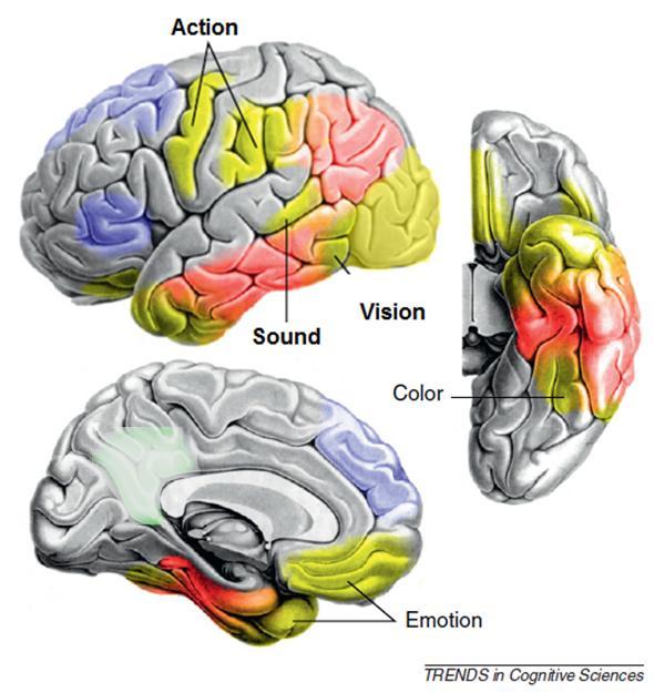 Esineen tunnistamisen laajassa hajautetussa aivoverkostossa Binder & Desai, 2011 Voimakkaasti modaali-spesifit sensoriset, motoriset ja emootioihin liittyvät järjestelmät syöttävät kokemuksiin