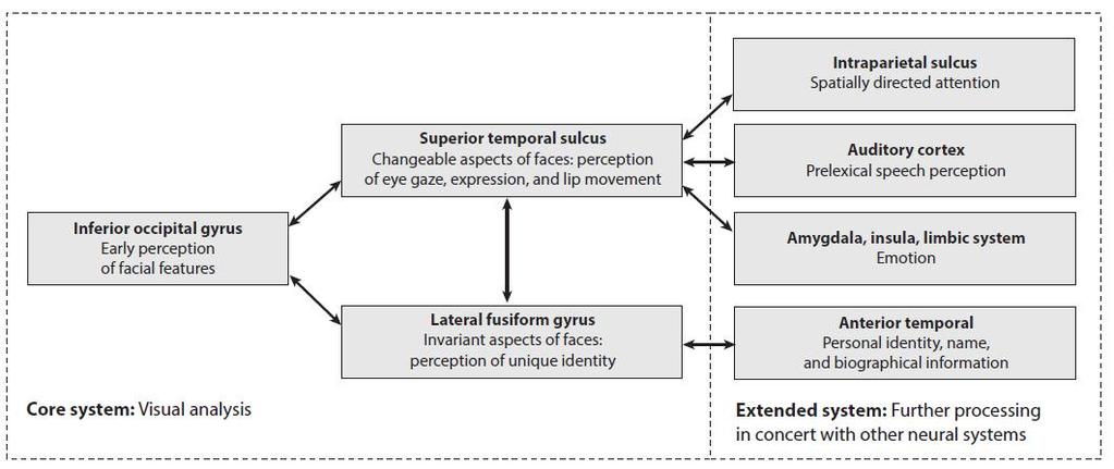 2014: FFA:n ja occipital face area (OFA) alueiden elektroninen stimuloiminen häiritsee kasvojen havaitsemista merkitsevästi enemmän kuin sen viereisten alueiden stimuloiminen R L Kasvojen