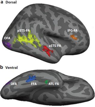 sukupuolen ja identiteetin, mutta kontribuoi myös kasvon ilmeiden analysoimiseen Dorsaalinen järjestelmä (psts-fa, asts-fa, ja IFG-FA) puolestaan analysoi kasvojen sosiaaliset (dynaamiset)