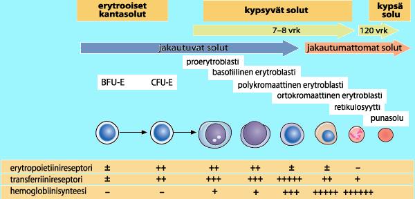 4.1 Erytropoieesi Erytrosyyttien tuotanto saa alkunsa erytrosyyttilinjan kantasolusta CFU-EMk:sta (Colony-Forming Unit Erythroid, Megakaryocyte) ja siitä kypsyvästä BFU-E:stä.