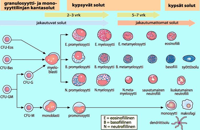 4.2 Granulopoieesi ja Monopoieesi Granulosyytit, monosyytit ja makrofagit saavat alkunsa yhteisestä, soluviljelymenetelmin tunnistettavasta CFU-GM-kantasolusta (Colony-Forming Unit, Granulocyte,