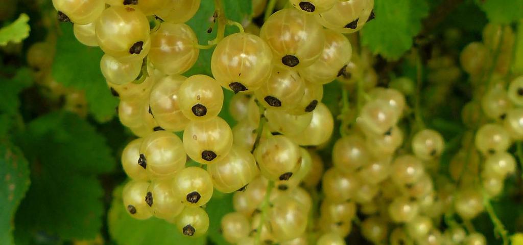 Marjat Bär Soft fruits AHOMANSIKKA SMULTRON WILD STRAWBERRY Fragaria vesca L. Lajikenimi Godkännande utlöper Minja virallisesti tunnustettu kuvaus Luke 21.8.