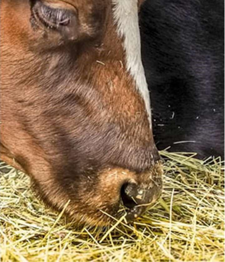 seuranta Eläimen askelmittari Älykäs kaulapanta Tulossa: