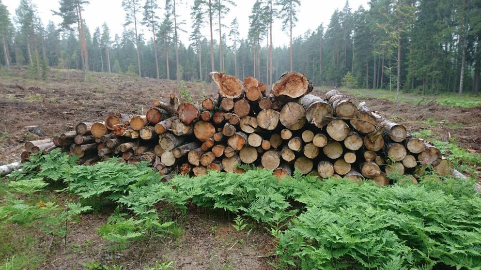 4 Kuva 2. Kasa karsittua rankaa (kuva: Arminen 2017) 2.3 Metsätähde Latvusmassasta käytetään usein myös nimeä metsätähde tai hakkuutähde.