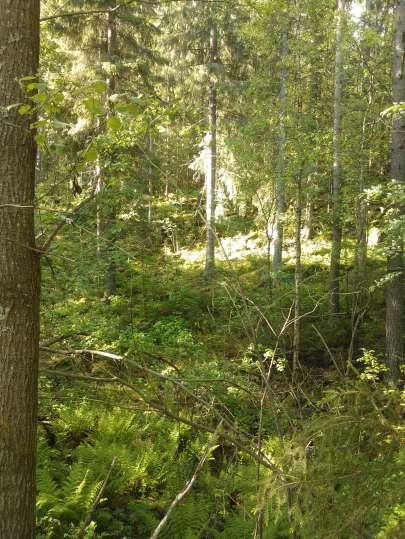 3 liavoimien elinympäristöjen lajit, kuten västäräkki (Motacilla alba) ja pajusirkku (Emberiza schoeniclus) pesivät alueella. Maaston paikoittainen rehevyys käy ilmi myös lintulajistossa.