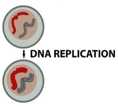 17, 5 and 4 Molecular