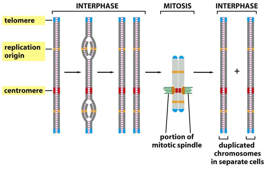 Tumakromosomien replikaatio Kussakin kromosomissa on useita replikaation aloituskohtia Replikaatio etenee aloituskohdista