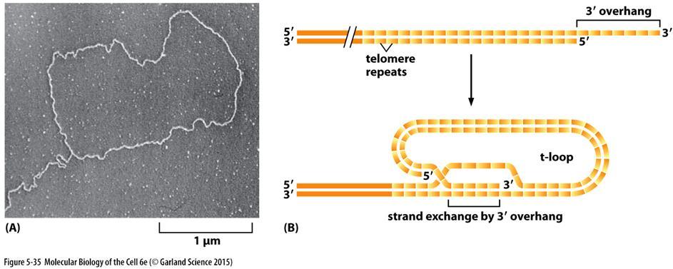 Kromosomien päissä on telomeerit Kromosomien päissä on