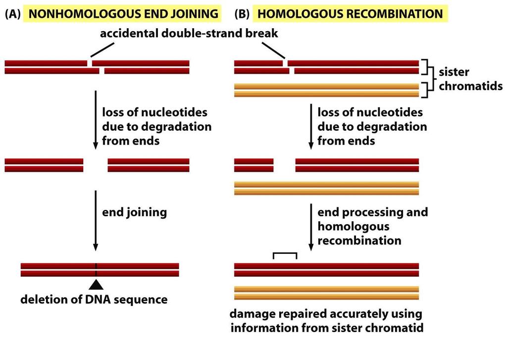 DNA-katkosten korjaus: kaksi tapaa Hätäkorjaus ihmisellä yleinen Mitoosissa sisarkromatidien