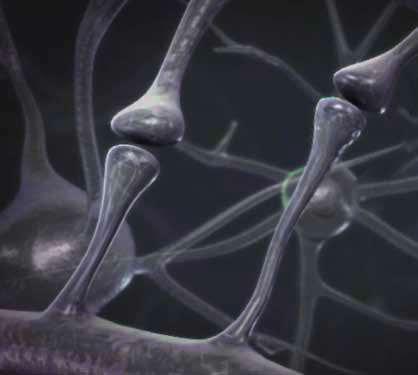 Ravinnon esiasteet ja kofaktorit: Kehitetty tehostamaan synapsimuodostusta Neuronikalvon biosynteesin Kennedy-reitti Kalvot ovat synapsien tärkein osa Uridine Uridiini Phospholipids Fosfolipidit