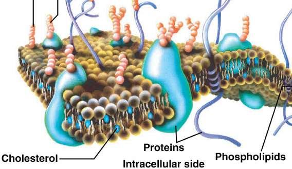 constituents Membranes are Control MCI AD main