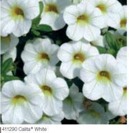 Calibrachoa Calita White Glechoma hederachea 'Variegata' = kirjomaahumala peilausviiva Calibrachoa