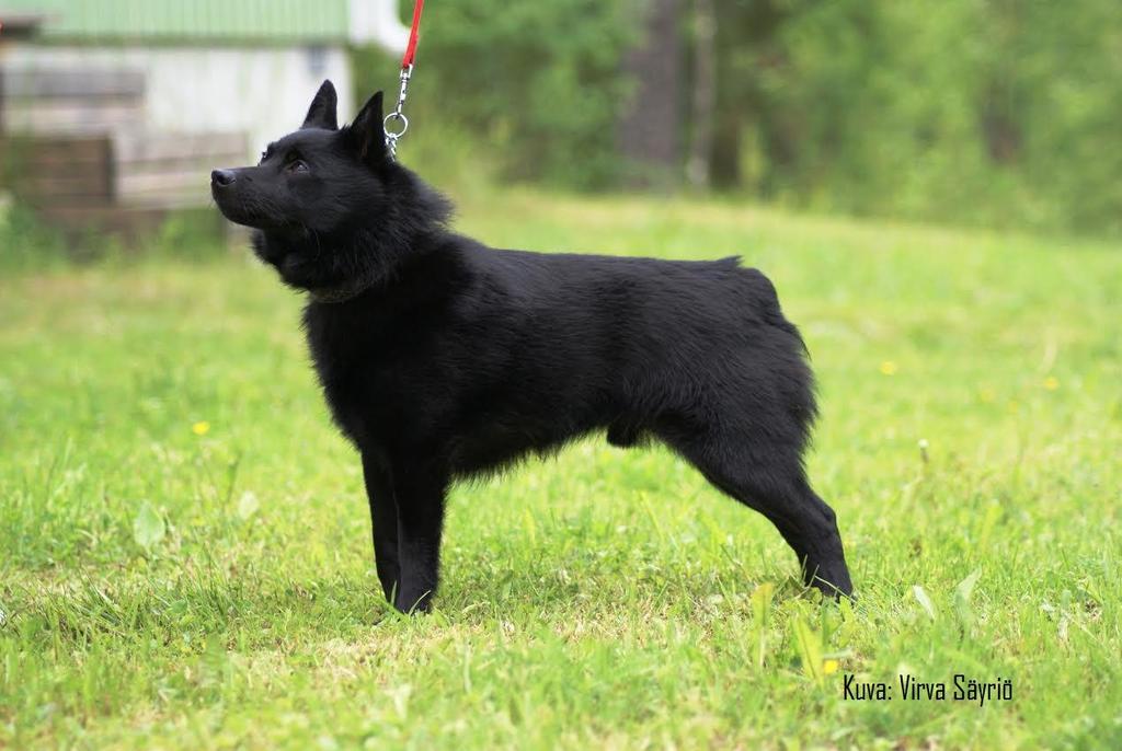 Rodunomainen kaula. Rodunomainen ylälinja. Rodunomainen säkä. Rodunomainen keskiselkä. Rodunomainen lanne, lantio ja lantion asento. Rodunomainen eturinta ja rintakehä.