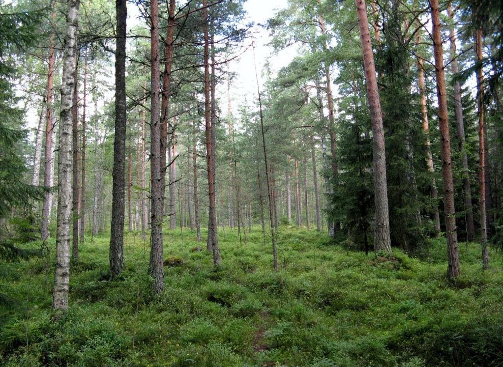 Kuva 6. Varttuvaa mäntysekametsää keskiosan kallioselänteen itäpuolella. Maata peittää tiheä mustikkavarvusto, jonka seassa kasvaa keltaisena kukkivaa kangasmaitikkaa.