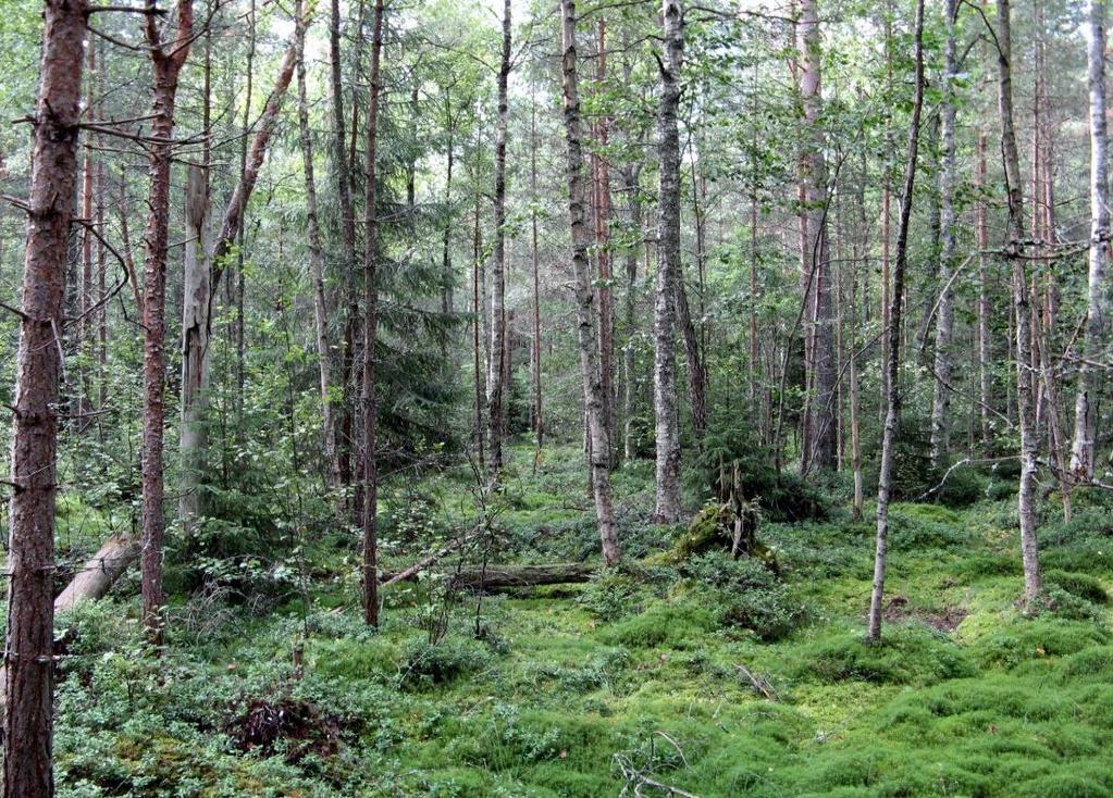 varrella kuvion keskiosassa on kaksi iso rapakivilohkaretta. Lohkareet mainitaan geologisena nähtävyytenä Espoon luontokohteita esittelevässä Kotinurkilta kallioille -kirjassa (Helimäki 2009).