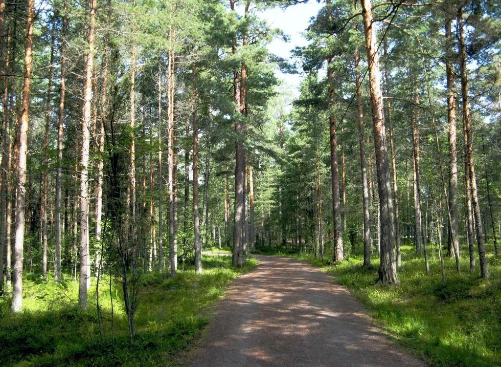 4.2 Liito-orava Kuva 8. Ulkoilureitin varrella selvitysalueen itäpäässä kasvaa melko kookkaitakin mäntyjä.
