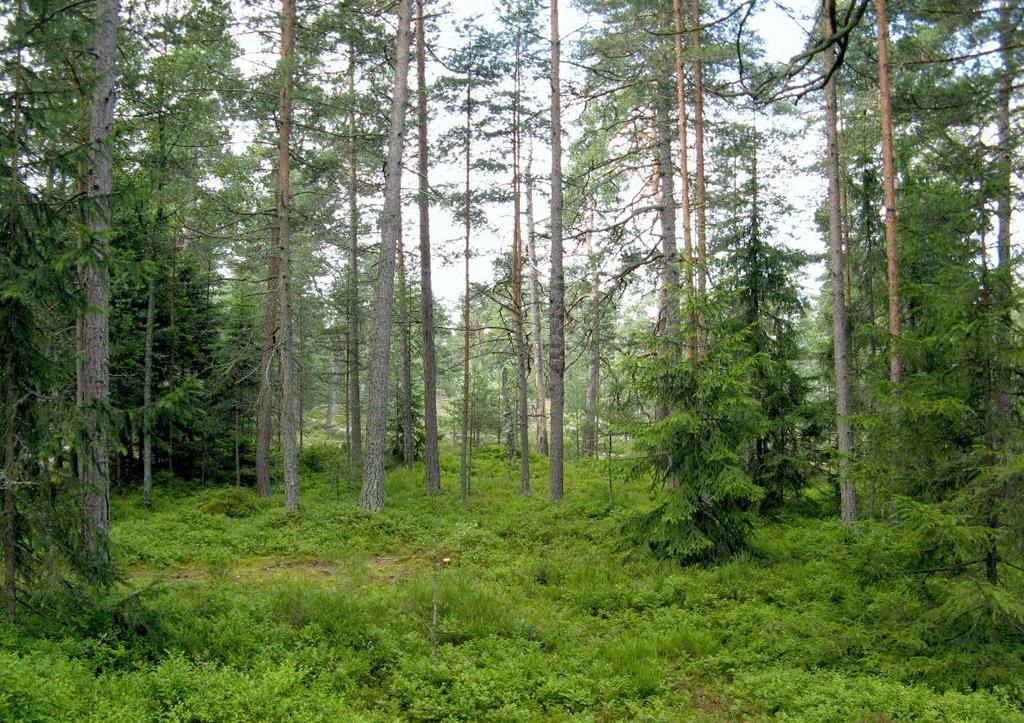 jossa on myös joitakin keloja. Kalliokasvillisuudessa vallitsevat kanerva, puolukka, ahosuolaheinä, metsälauha sekä hirvenjäkälä, poronjäkälät, kivikynsisammal ja kalliotierasammal.