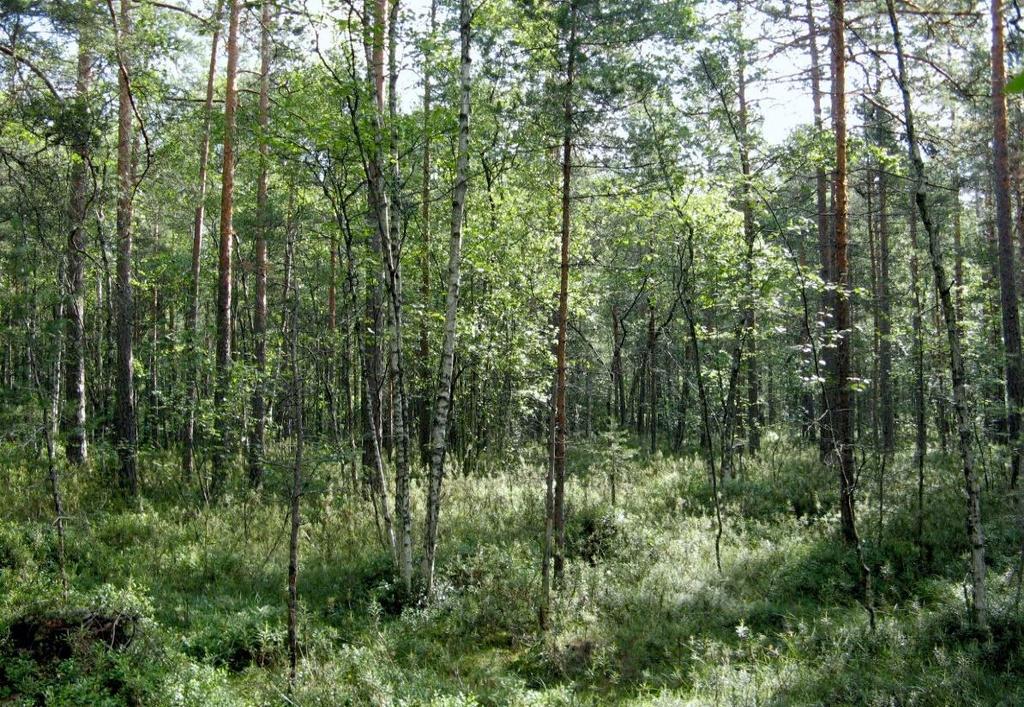 Kuvio 4 Selvitysalueen länsireuna on kalliomaastoa, jossa vuorottelevat loivat, niukkakasvitset silokalliot ja niiden väliset männikköä kasvavat alat.