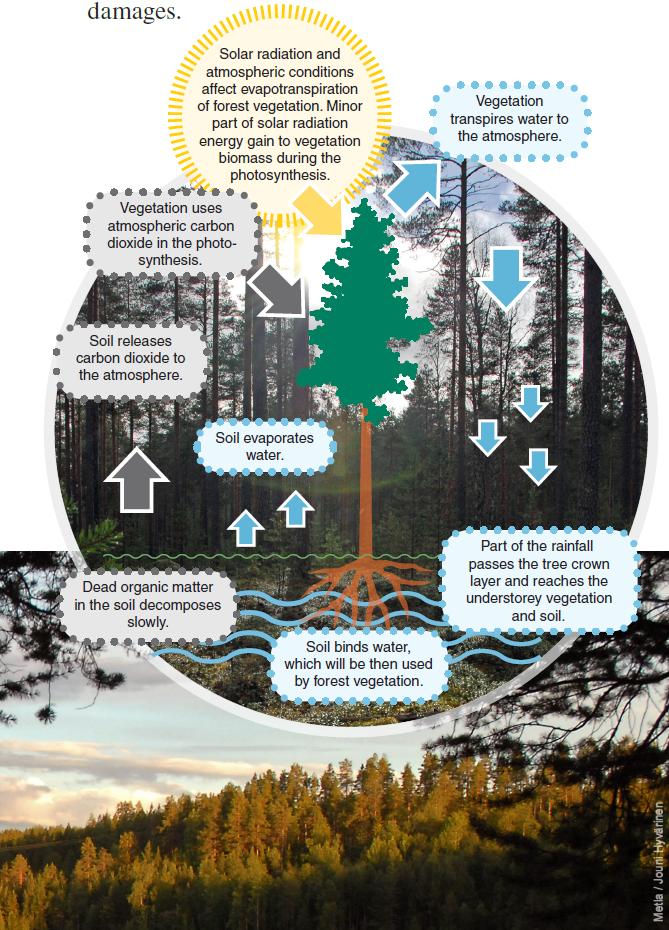 Metsien mallinnus Liitetään yksinkertainen ekosysteemimalli (CO 2 ja H 2 O) tietoalustaan Parametrisointi suomalaisella materiaalilla