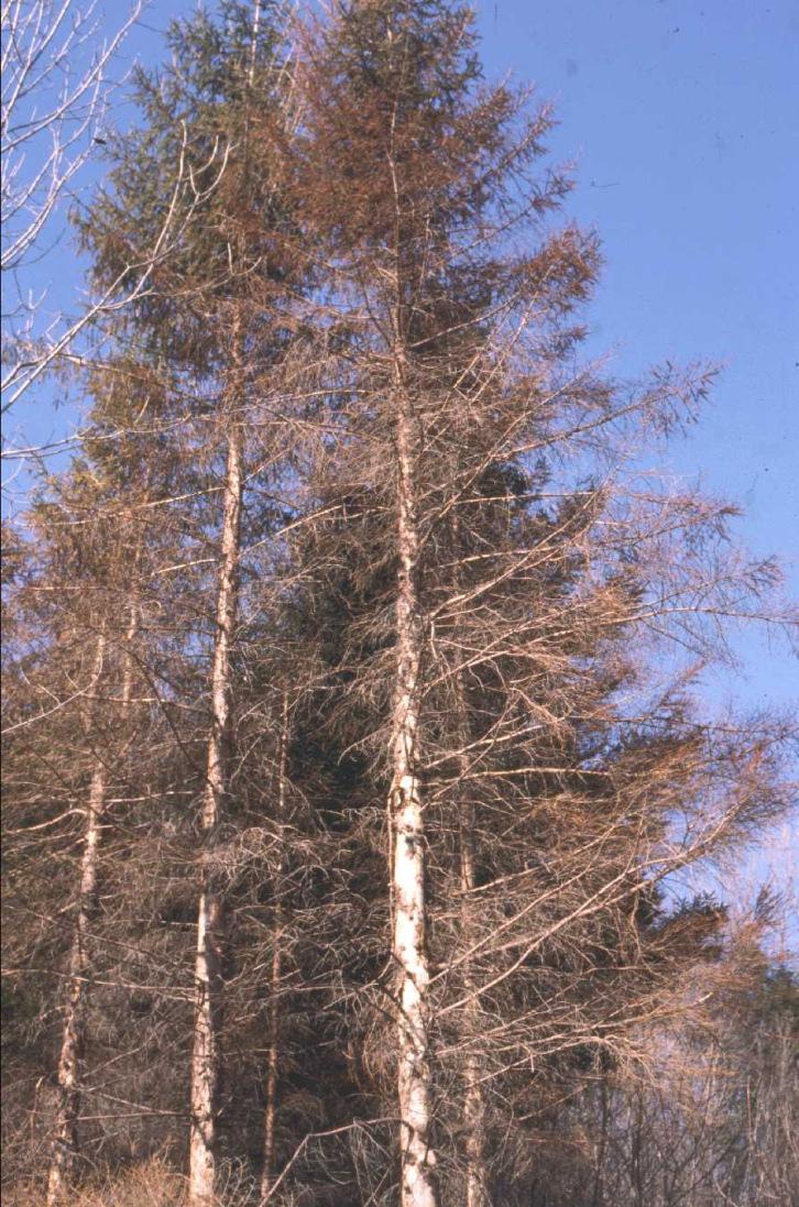 Metsätalous ja korvaukset Rajoitettu metsänkäyttö Kaavoituksen esteet metsänhyödyntämiseen M-alueet Muut kaavamerkinnät (erityisesti maakunta- ja yleiskaava-alueet) V- ja S-alueet Kuinka ison haitta