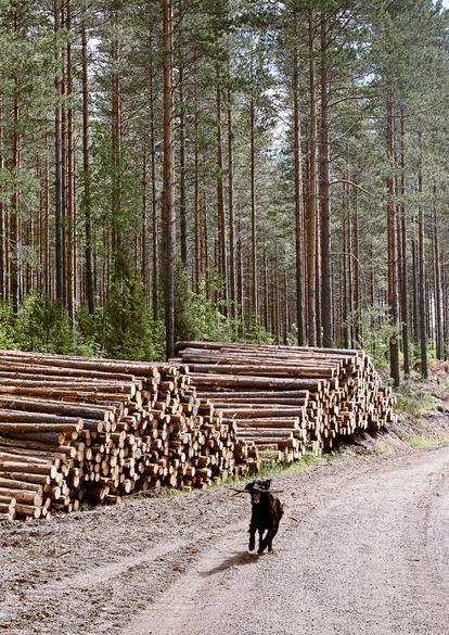 Case: maisematyölupahakemus ensiharvennukseen Haettu maisematyölupaa XXXXXXXX kaupungilta pieneen ensiharvennusleimikkoon.