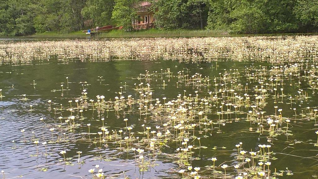 Vesikasvit valloillaan Kesäkuussa järvisätkin ja pyörösätkin (Ranunculus peltatus sekä R.