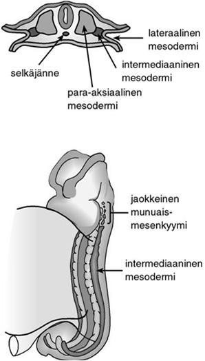 Nature 436, 207-213 (14 July 2005): Blimp1 is a critical determinant of the germ cell lineage in mice Sukurauhasten erilaistuminen Sukurauhasten alkuperä Sukuharjanne erilaistuu gastrulaation jälkeen