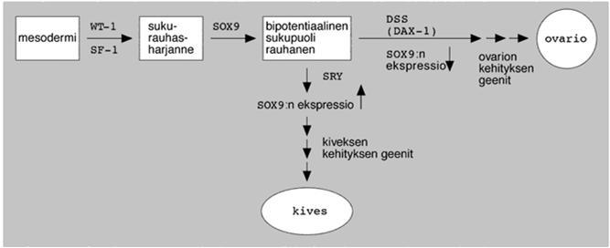 Y-kromosomi tiedettiin keskeiseksi sukupuolen määräytymisessä = Y-kromosomin puuttuminen = nainen Y-kromosomin sukupuolta määräävä geeni? Osoitettiin v.