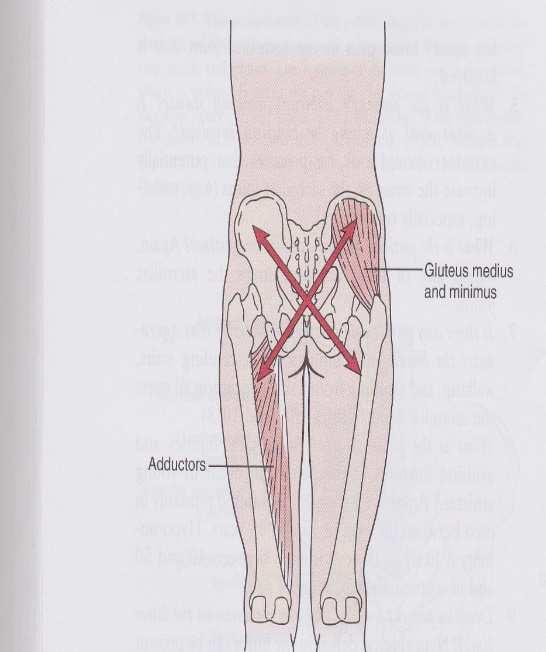 Kuva 9 ja 10. Sivulla sijaitseva lihasryhmä ja pitkittäinen lihasryhmä (Magee 2014,651 652). Lihakset voidaan jakaa myös painoa kantaviin lihaksiin ja ei-painoa kantaviin lihaksiin.