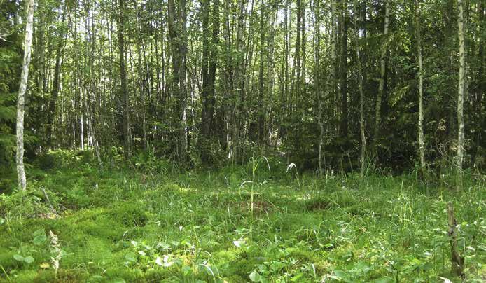 7. Ruohokorpi (RhK) [EN] Kasvillisuuskuvaus: Pieni ruohokorpi, jonka puusto on paikoin melko tiheästi kasvavia nuoria koivuja. Seassa on jonkin verran tervaleppiä ja kuusia.