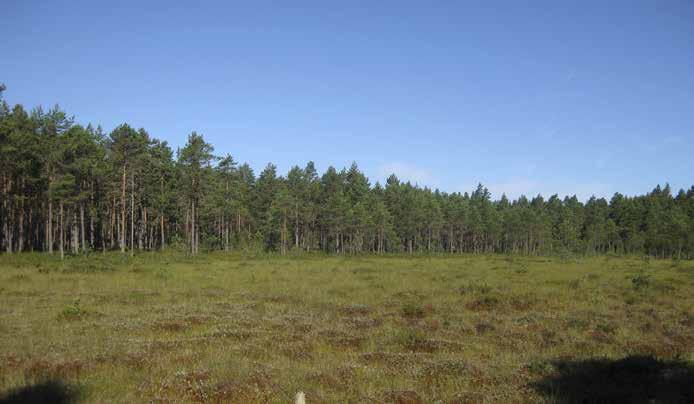 Suojeluperuste / arvotus (1 3): Metsälain mukainen erityisen tärkeä elinympäristö (vähäpuustoiset suot).