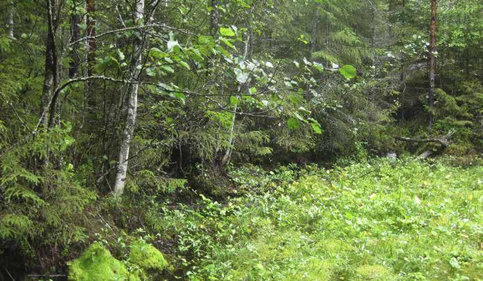 Muita yleisinä tavattuja lajeja ovat kurjenjalka, pullosara, harmaasara, ranta-alpi ja raate. Pohjalla on yhtenäinen rahkasammalpeite.