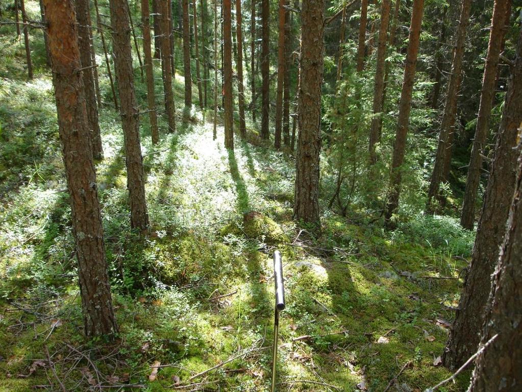 Muodostuman eteläosassa Riinintien varrella oli maisemoitu männyntainta kasvava ottoalue, jossa aines oli soraista hiekkaa tai soraa, joka sisälsi jonkin verran kiviä (kuva 5). Kuva 3.