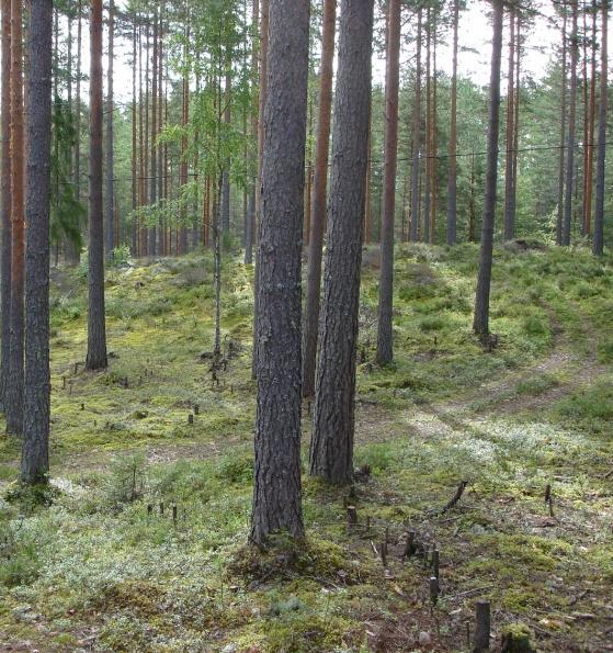 Pohjoisosissa kalliot nousevat pintaan. Ydinalueiden pinta-ala on 12 ha, koko alueen 23 ha.