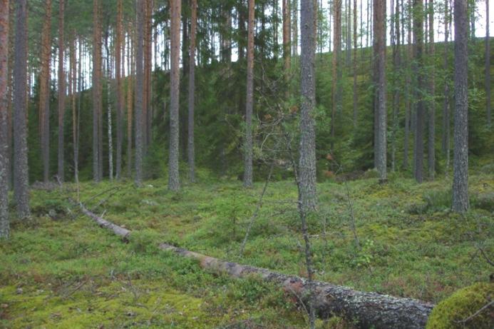 Etelä-Savon kiviaineshuollon turvaaminen 258 Maastokäynti ja alueen kuvaus (Tapio Väänänen) Äijäniemen muodostuma oli muutoin