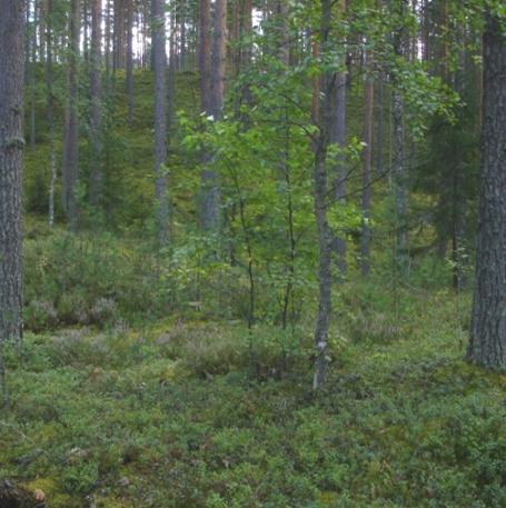Pohjoisreunalla oli kalliopaljastuma (kuva 5). Alueen pohjoisosa oli hakattu aukeaksi ja maan pinta oli aurattu.