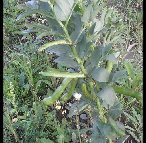 Härkäpapu (Vicia faba) Sopii hyvin ilmastoomme Viihtyy viileässä (15-18 C). Kestää lyhtyaikaista hallaa (3-4 C). Kylvö toukokuussa 5 cm syvyyteen (siemeniä liotetaan 4-6 tuntia).