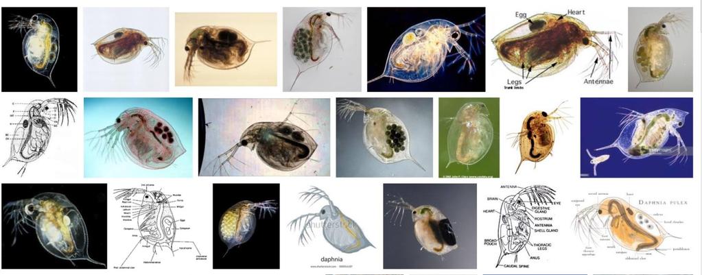 Daphnia Google kuvahaku Vesikirppu, < 1 mm - > 2 mm, plankton/rantavyöhyke, partenogeneesi populaation nopea kasvupotentiaali, lepomunilla vaikeiden aikojen yli Isot lajit tehokkaita planktonlevien