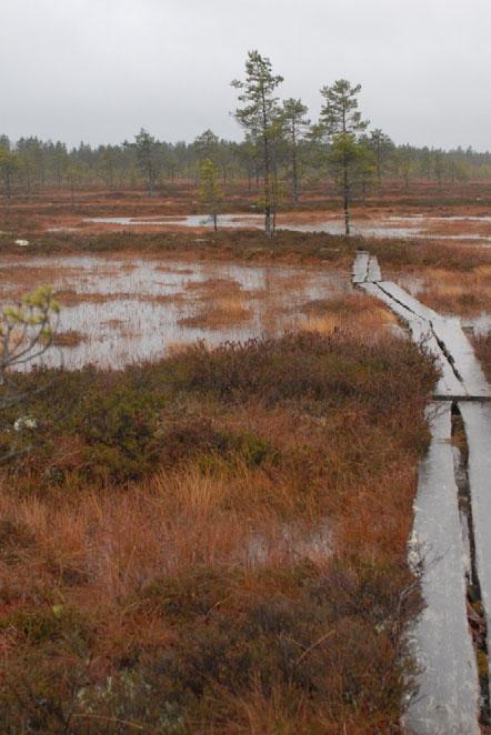 3.2.3 Käyntien alueellinen jakautuminen Kauhalammin pitkospolku kulkee suon päällä ja lampien välistä. Polun varrella on levähdyspaikka ja uimalaituri.