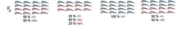 A Translaation estäminen mrna AUG Silmukoinnin estäminen AAAAAAA Esi-mRNA AUG AAAAAAA Morfoliino Koodaava sekvenssi Ei-koodaava sekvenssi Introni B Kuva 2.