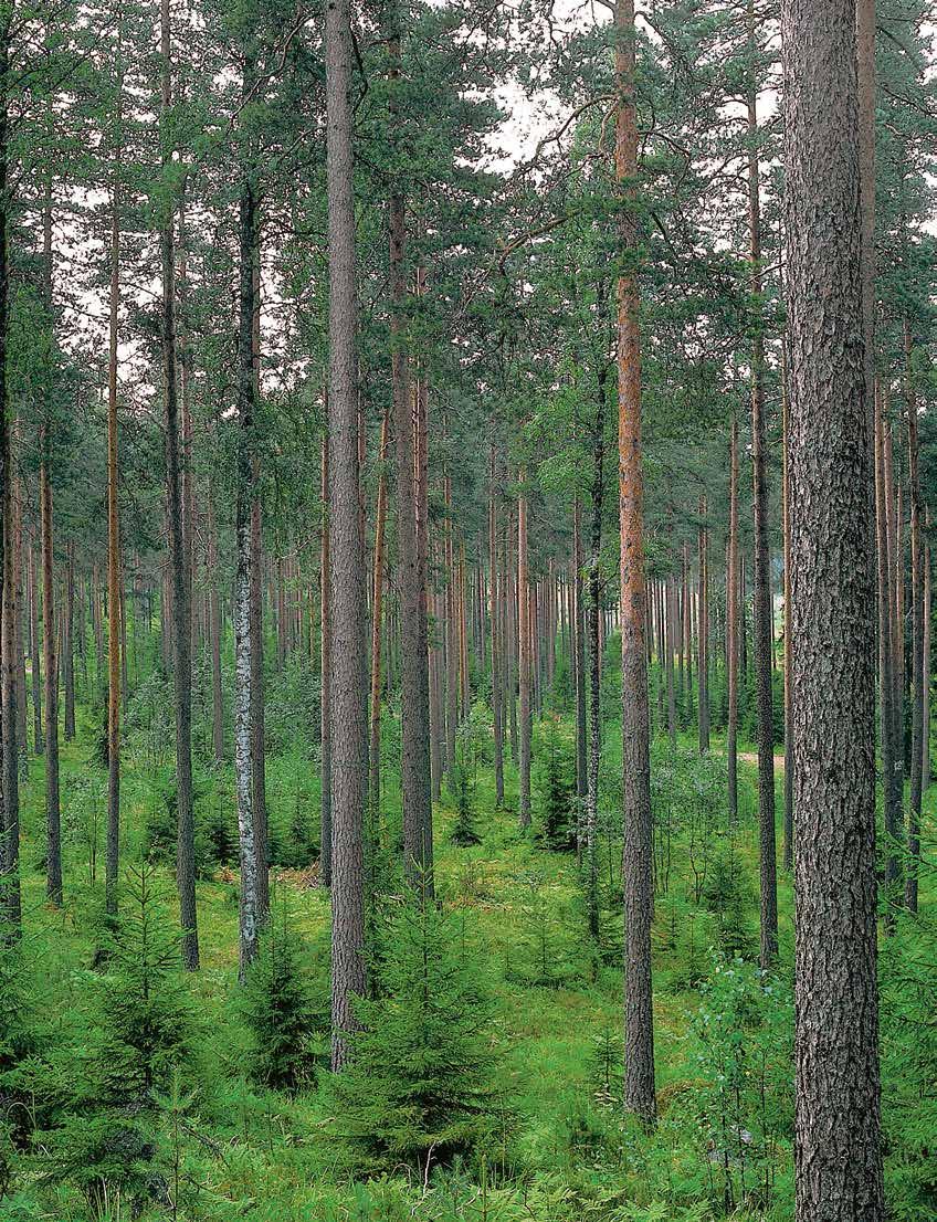 LUJAA PUUTA POHJOISELTA HAVUMETSÄVYÖHYKKEELTÄ KYLMÄSSÄ PUU KASVAA HITAASTI Suomi on parhaimpia puun kasvualueita maailmassa.