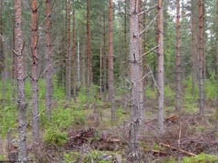 Tuulivoimala 4 Tuulivoimala sijoittuu Suntitin peltoja reunustavalle metsikköalueelle. Metsikköalue kasvaa enimmäkseen nuorta, 15-20-vuotiasta mäntyä paikoin tavataan myös nuorta kuusta ja koivua.