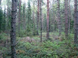 Lännempänä soistuneella laikulla varttunut puusto on mäntyvaltaista. Huoltotien keskivaiheilla sijaitseva nuori kasvatusmännikkö on harvennushakattu ja maassa on runsaasti hakkuutähteitä.