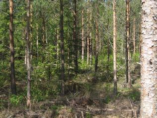 Tuulivoimala 8 Tuulivoimala sijoittuu tuoreen kankaan (MT) nuoreen kangasmetsään. Mäntyvaltaisessa puustossa esiintyy sekapuuna kuusta ja koivua.