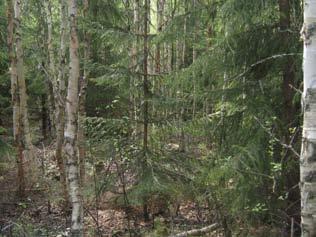 Tuulivoimala 12 Tuulivoimala sijoittuu lehtomaisen kankaan (OMT) nuoreen talousmetsään. Valtapuuston muodostavat kuusi ja koivu. Vesasyntyistä koivua on paikoin kaadettu maahan.